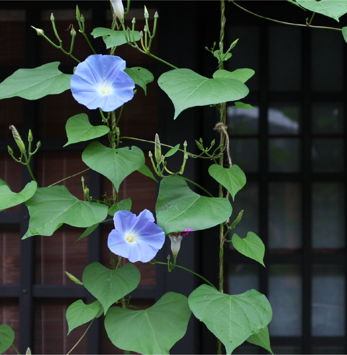 あさがおの写真